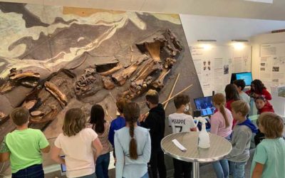 Die 3.  und 4. Klasse besucht das Mammutmuseum in Niederweningen