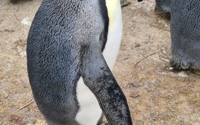 Unsere Reise in den Zoo